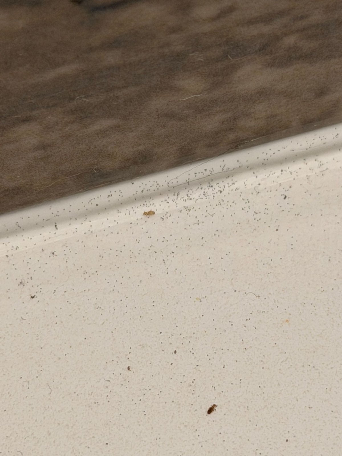 Small insects visible at a wall junction.