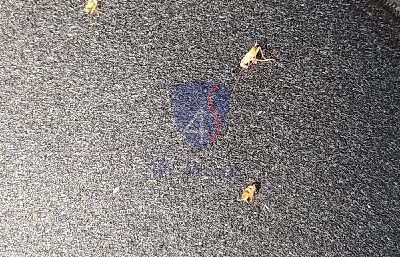 Close-up activity found in a tight vehicle harbourage point.