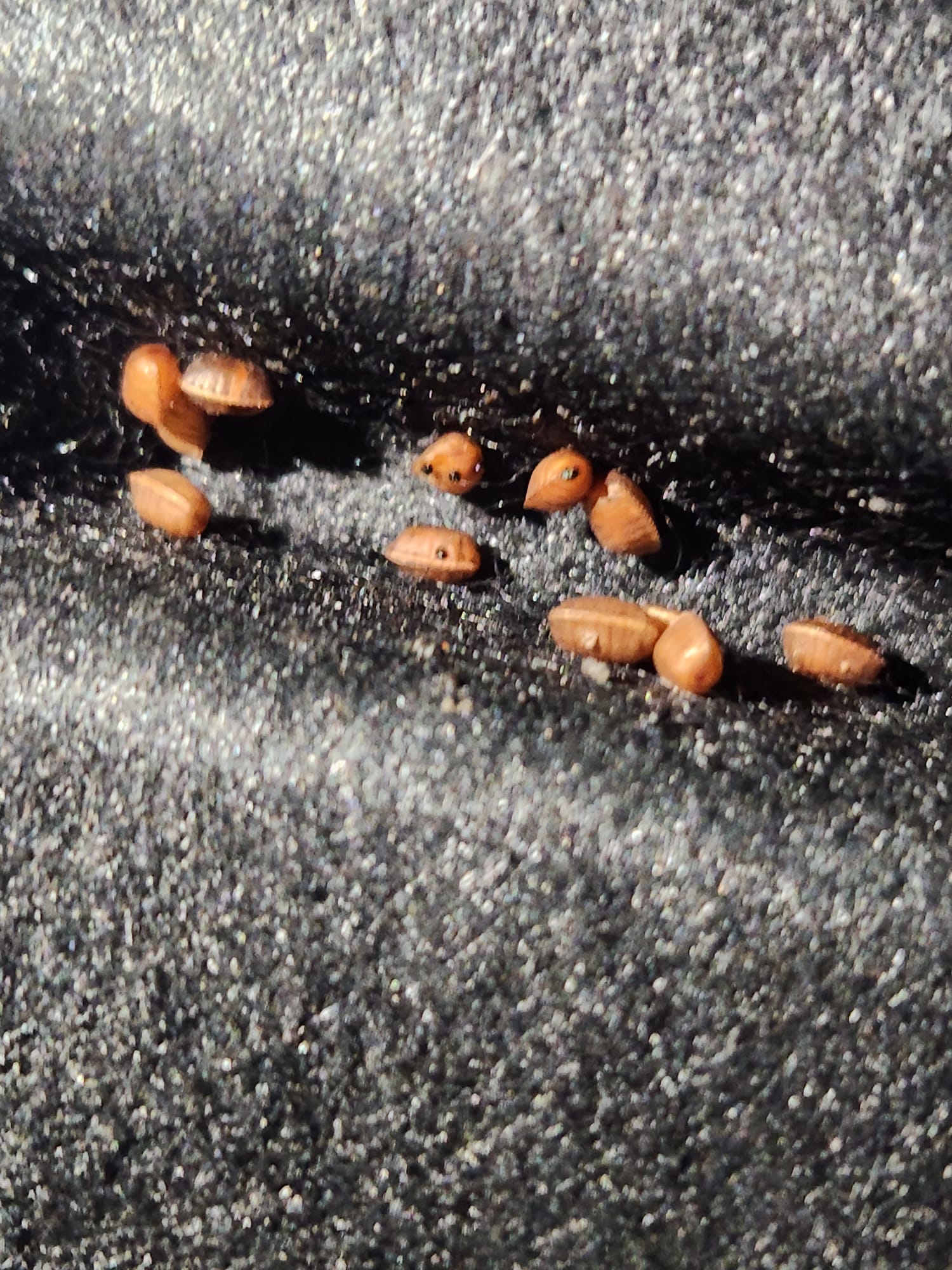 Cockroach evidence in a vehicle cabin