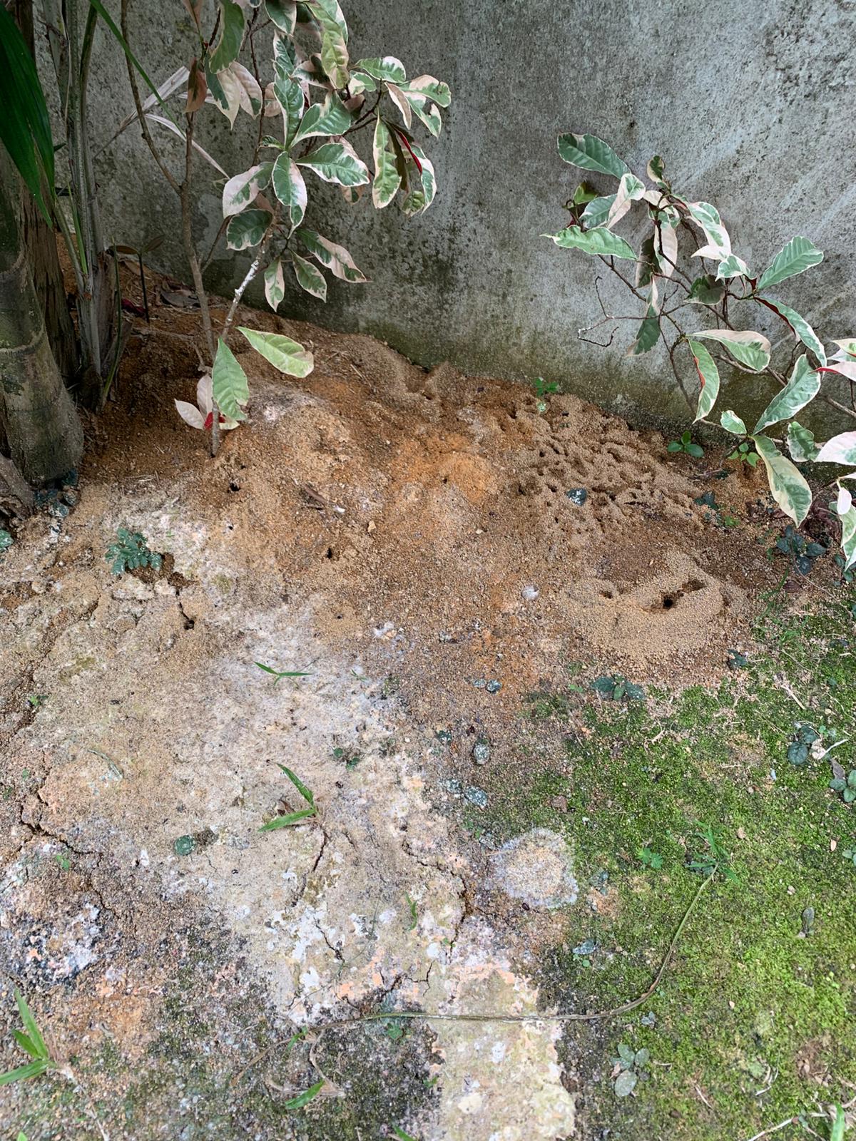 Soil openings beside plants, paving and a wall in the existing work archive