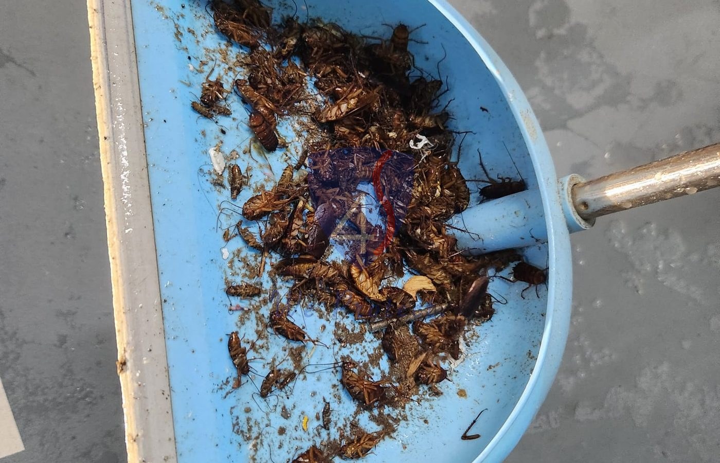 Cockroach infestation evidence before Four Solutions treatment in Singapore