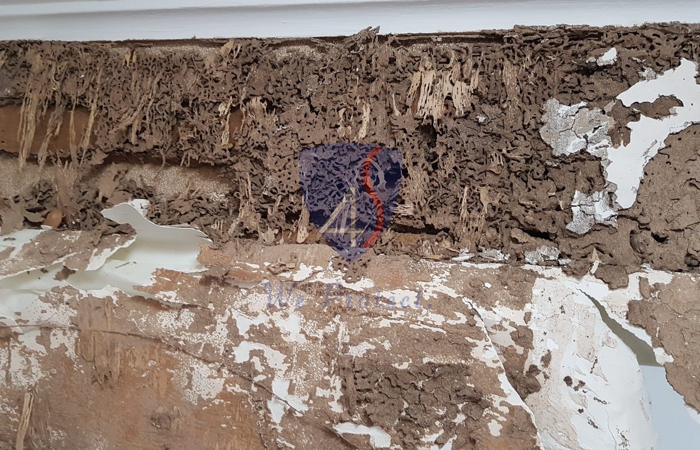 Termite damage treated by Four Solutions Singapore