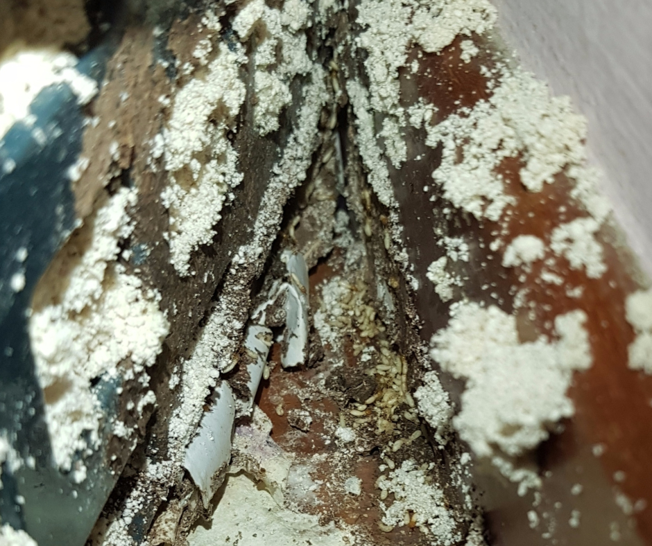 Termite activity at a colony-control treatment area